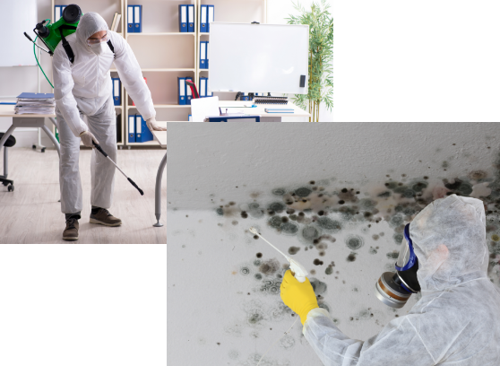 pes control and mold removal services