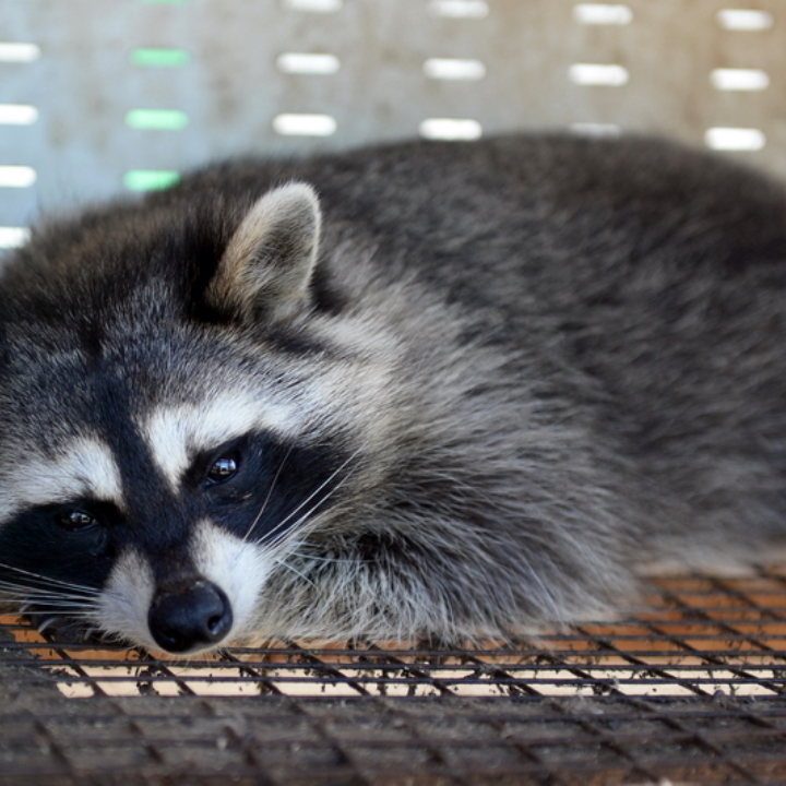 a racoon in a cage
