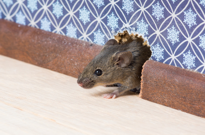 mouse in a hole in a house wall